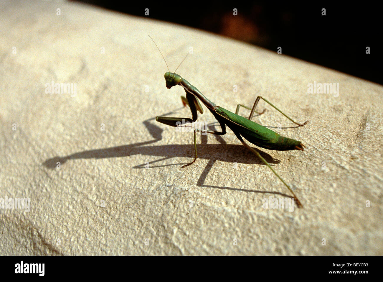 Giant African Praying Mantis Banque D'Images