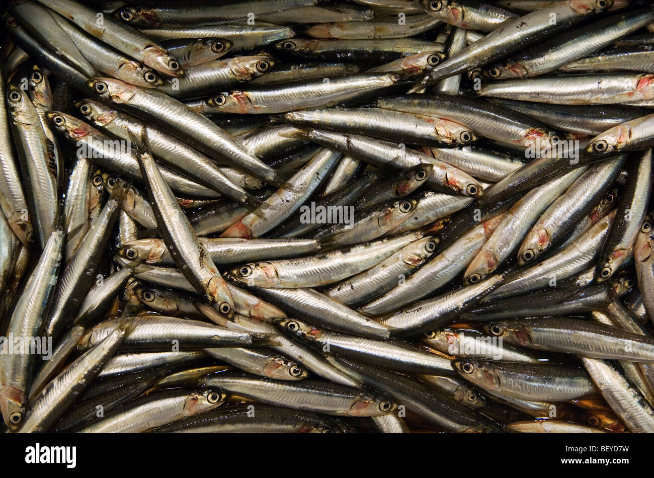 Marché de Rungis, dans la banlieue de Paris est le plus grand commerce de gros de la viande, du poisson et des légumes du marché dans le monde. Banque D'Images