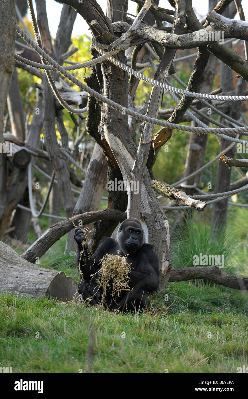 Au gorille du Zoo de Londres Banque D'Images