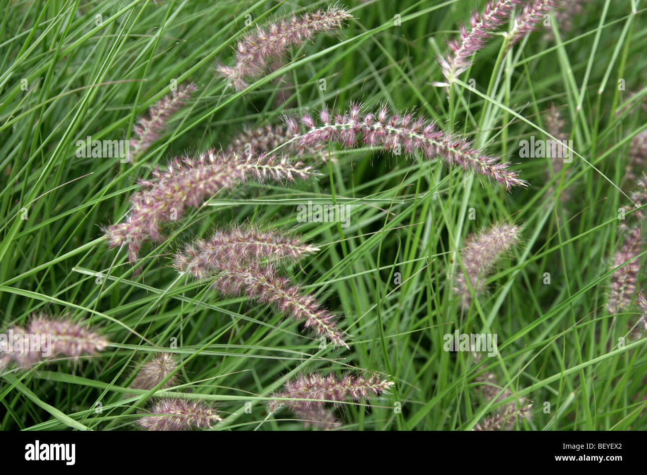 La Fontaine Chinoise Grass, Pennisetum Alopecuoides 'Karley-Rose', Poaceae Aka Swamp-Foxtail, Herbe Chinoise De La Millet. Chine. Banque D'Images