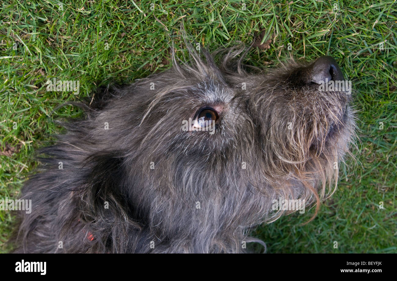 Ellie le loup couché chien appréciant un tickle Banque D'Images
