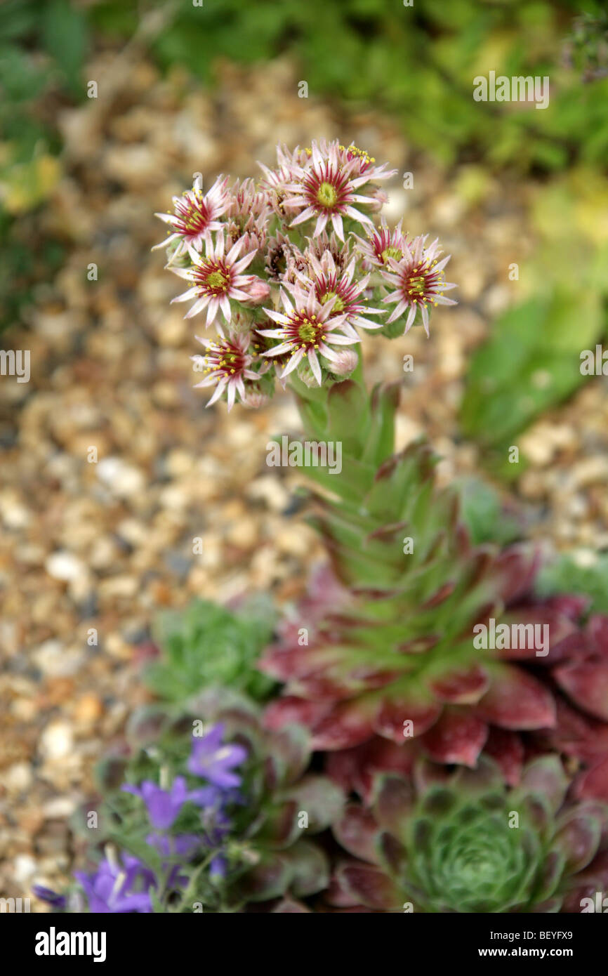 Sempervivum tectorum, Crassulaceae, de l'Ouest Europe centrale et du Sud Banque D'Images