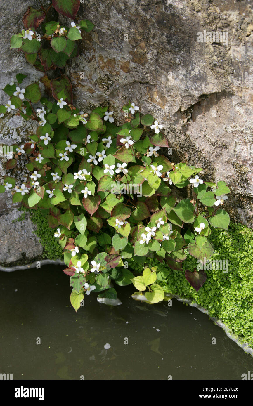 Plante caméléon Houttuynia cordata,, Saururaceae, Japon, Corée, Chine du Sud et en Asie du sud-est. Banque D'Images