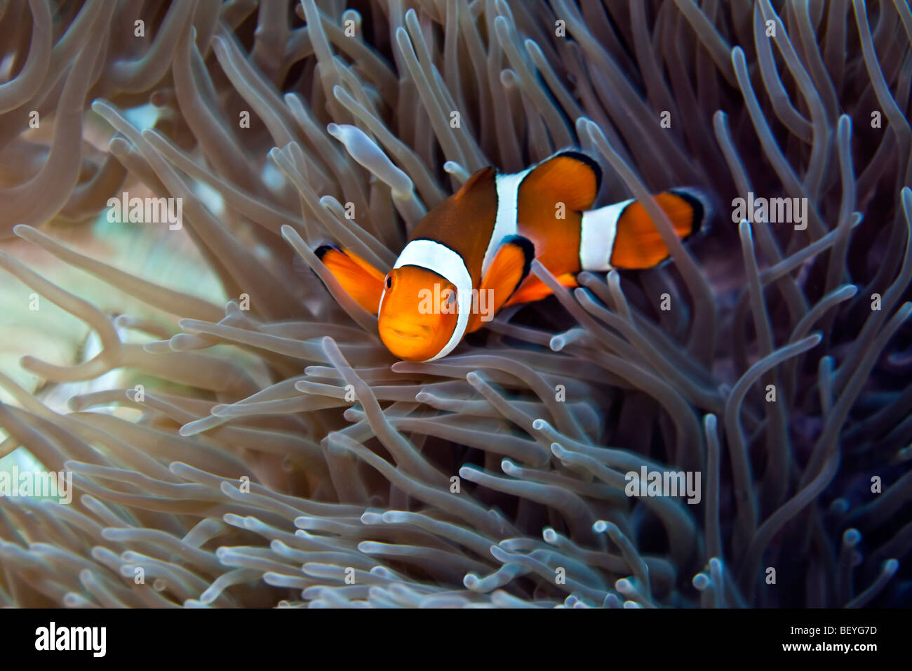False Clown poisson clown baigne parmi les tentacules de anemone Banque D'Images