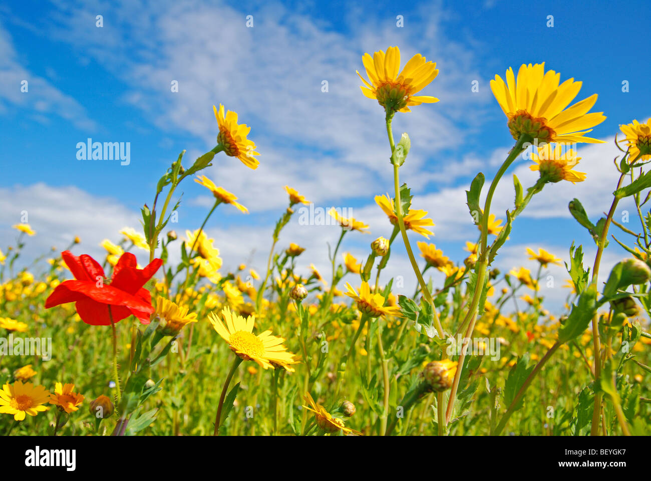 Fleurs sauvages dans la région de West Pentire, Cornwall, uk Banque D'Images