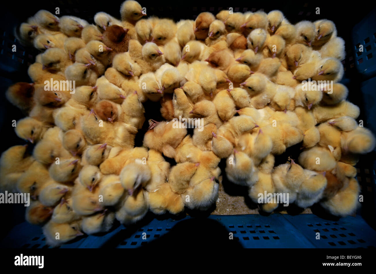 Peu de temps APRÈS LA LIVRAISON DES POUSSINS À UN ÉLEVAGE DE POULETS UK Banque D'Images