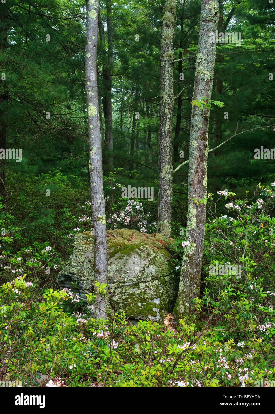 Early Misty morning view dans la forêt dans la région de Sullivan County, État de New York Banque D'Images