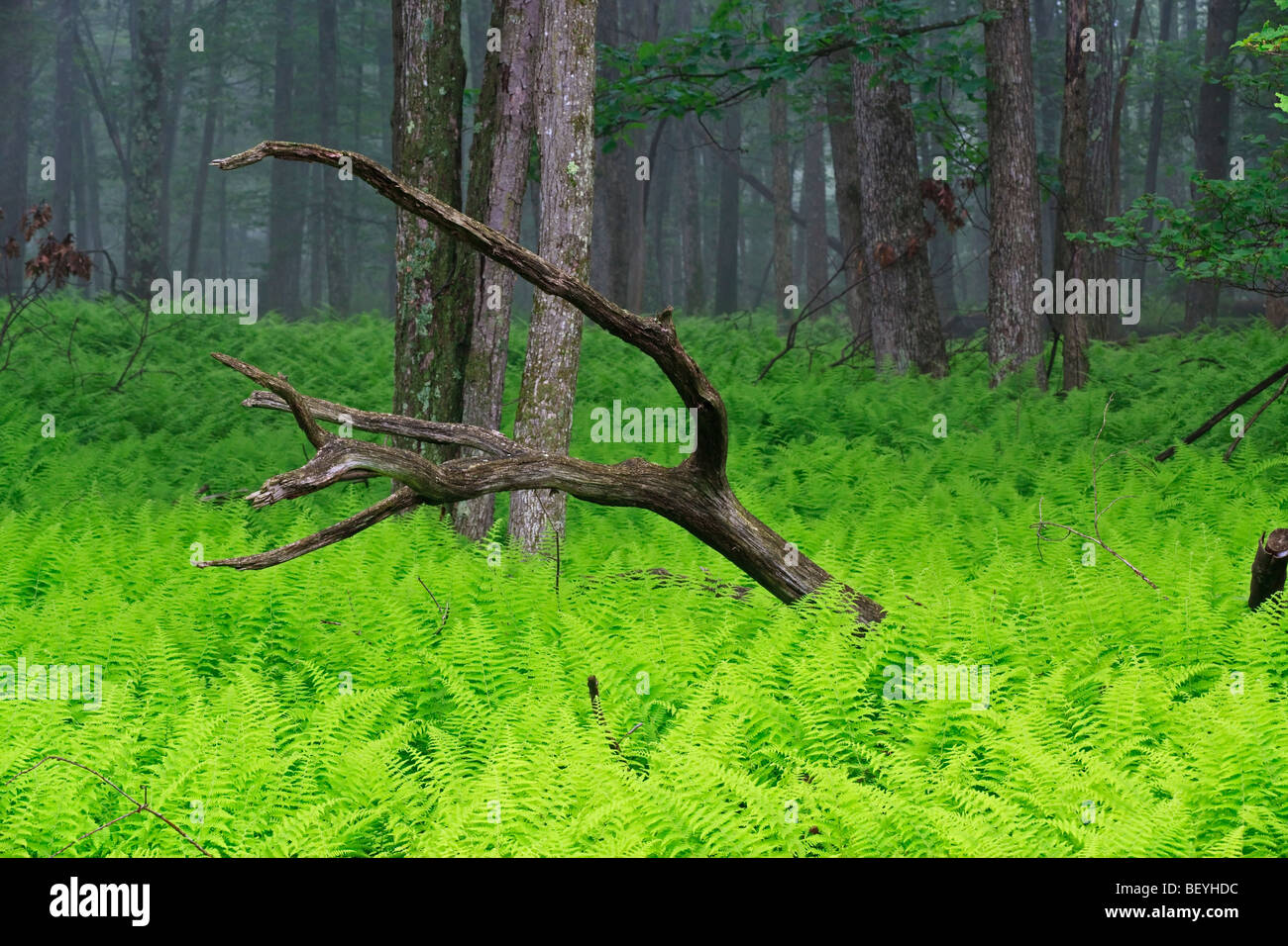 Early Misty morning view dans la forêt dans la région de Sullivan County, État de New York Banque D'Images