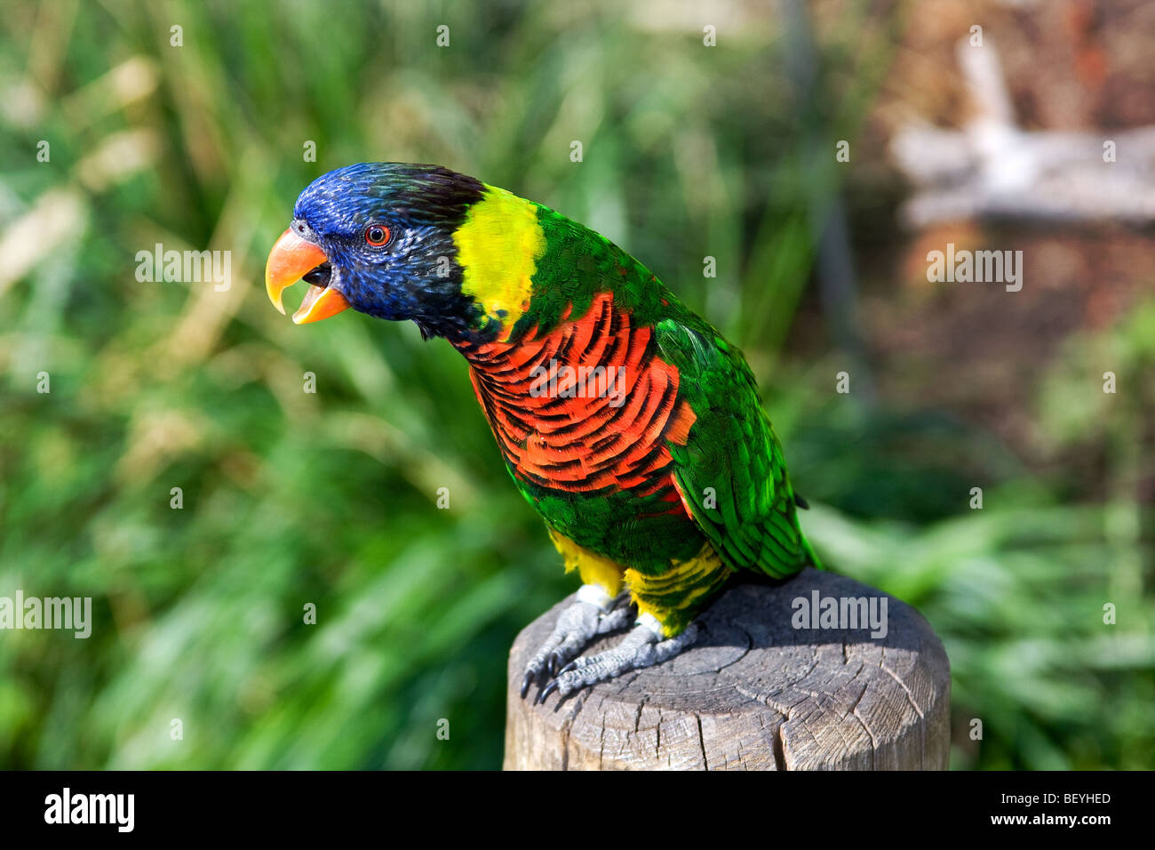 À COU VERT LORIKEET, SUR LE POST, Banque D'Images