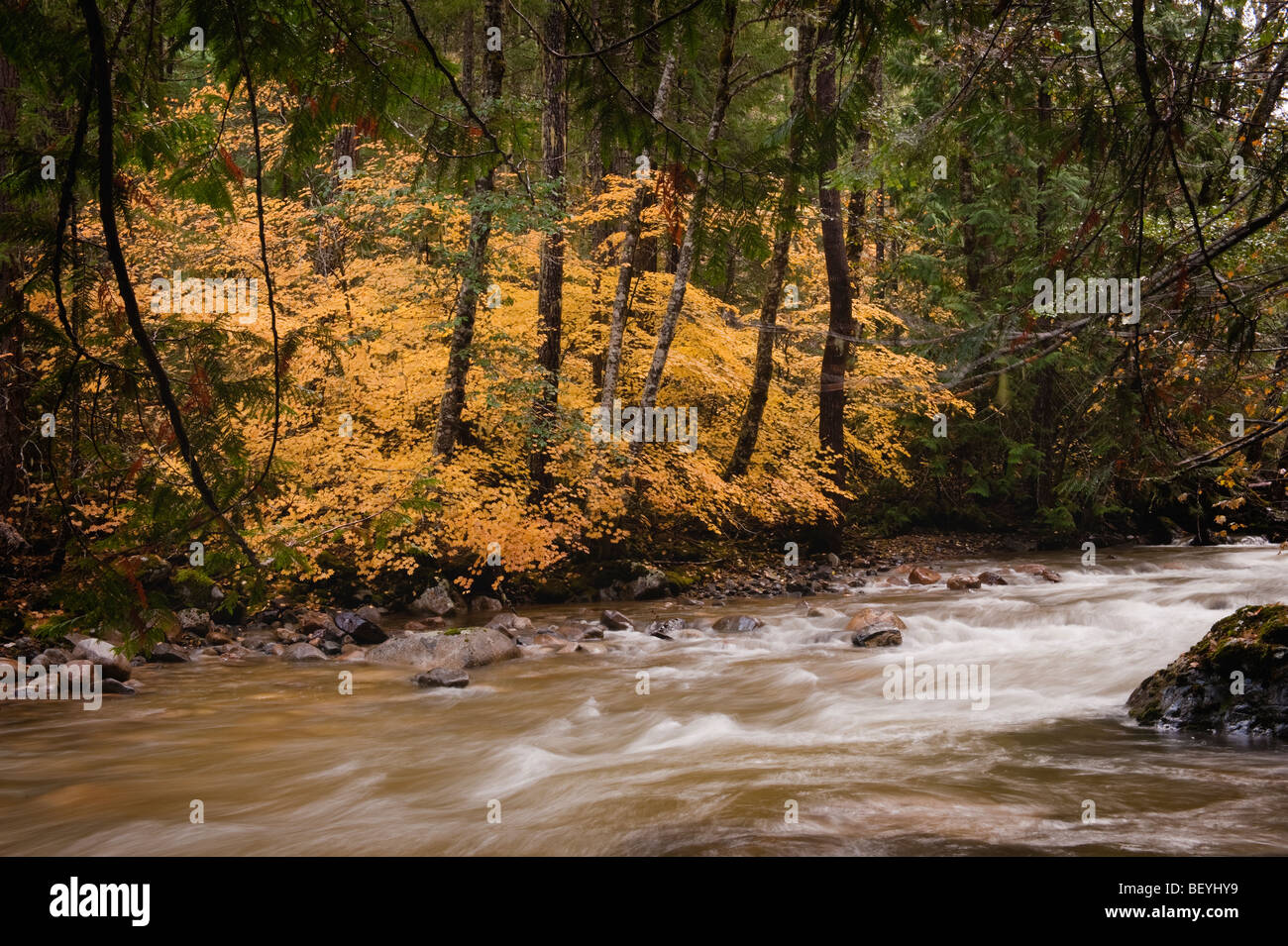 Couleurs d'automne accentuer cette scène de la rivière Skagit prises le long de la Cascade du nord l'Autoroute Près de Ross Lake. Banque D'Images