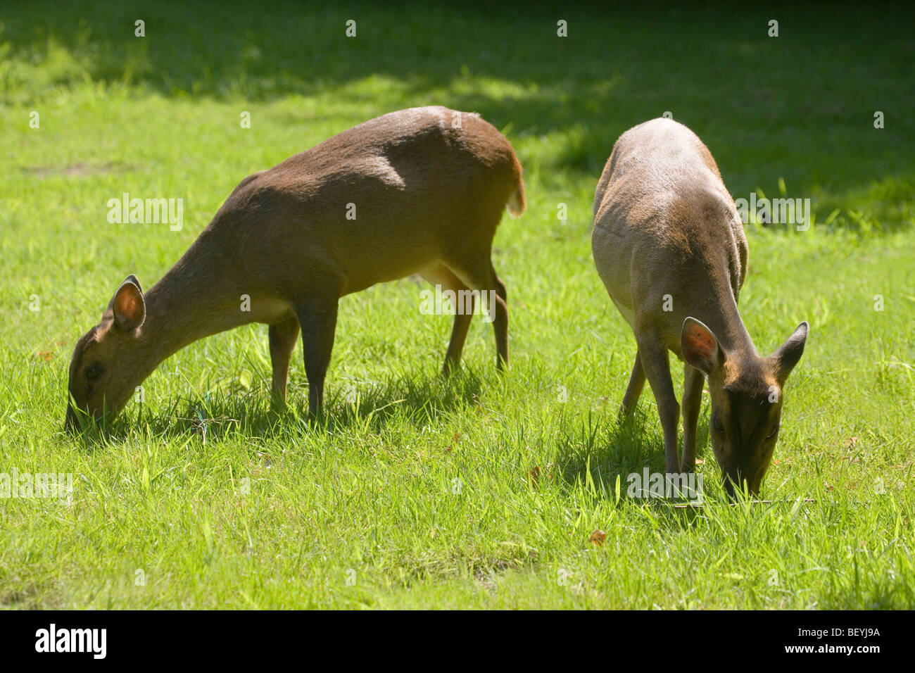 (Muntiacus reevesi Muntjac Deer). Deux femelles le pâturage. Peut-être mère et fille bien développé. En août. Norfolk, Angleterre. Banque D'Images