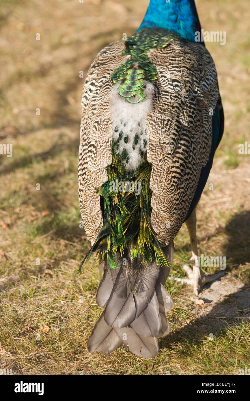 Commun, ou indiens ou paons bleus (Peacock Pavo cristata). Nouvelle apparition de plumes de queue après la mue. Banque D'Images