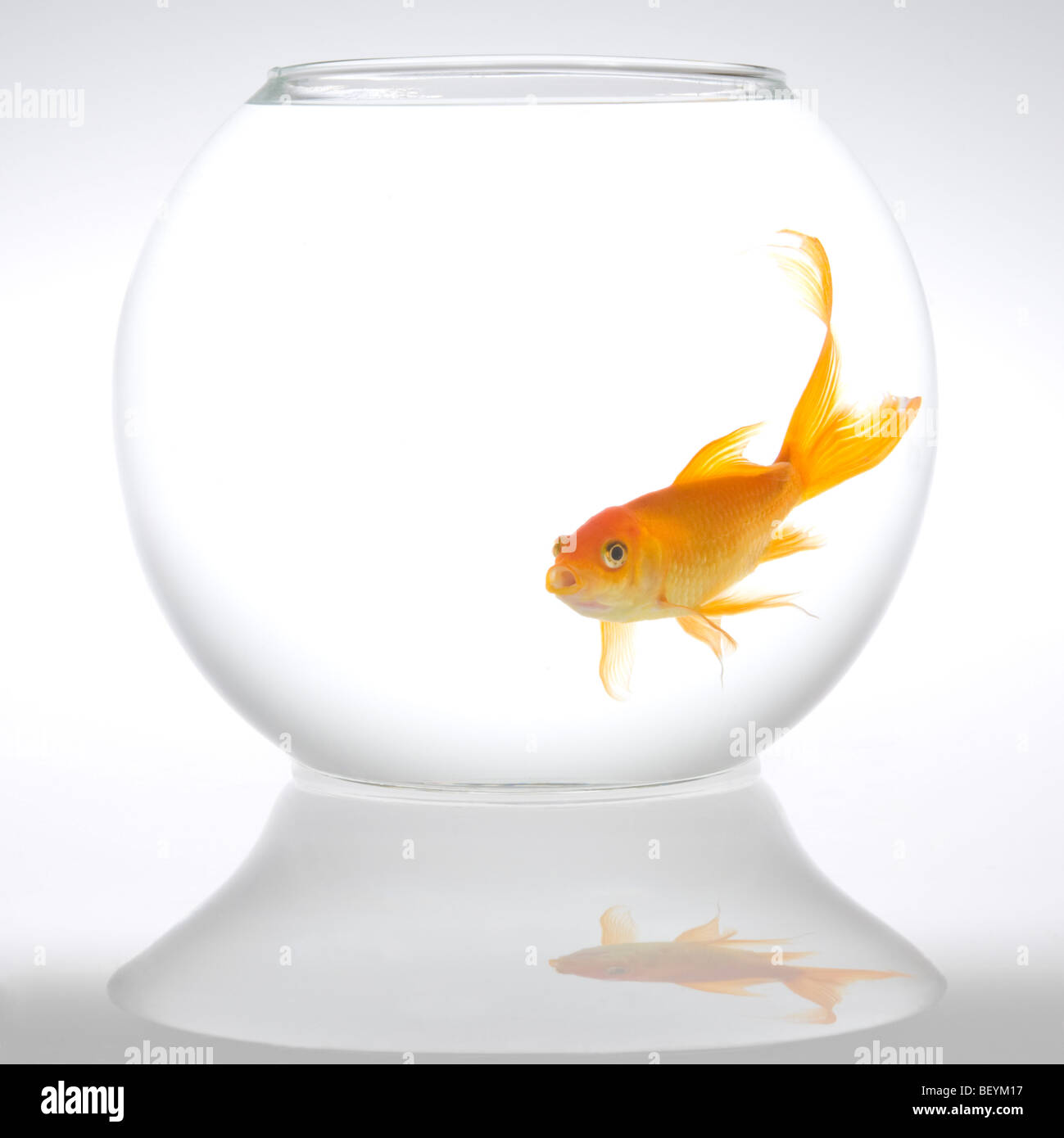 Un seul le carassin (Carassius auratus) dans un bol. Banque D'Images