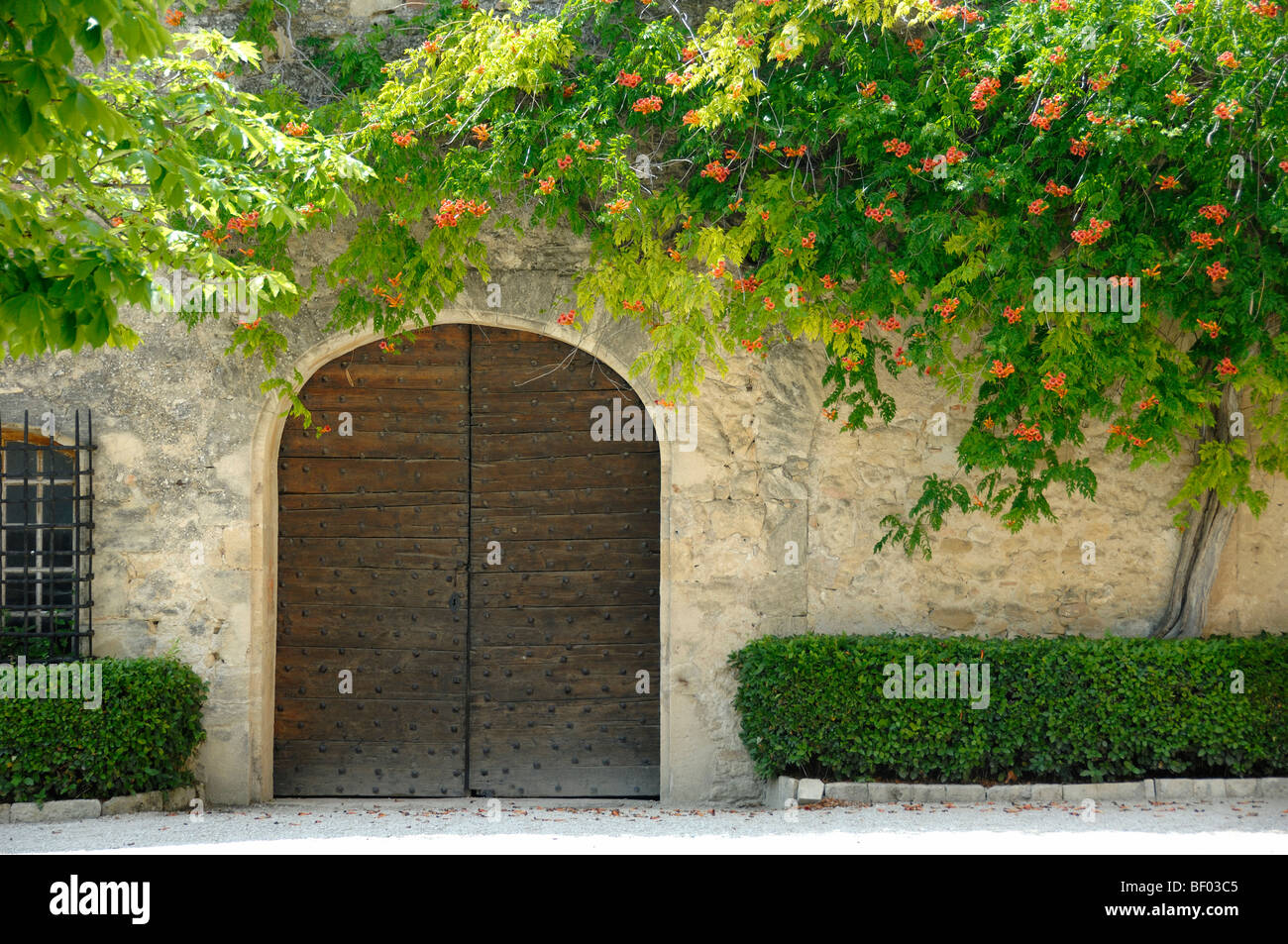 Liane trompette Banque de photographies et d'images à haute résolution -  Alamy