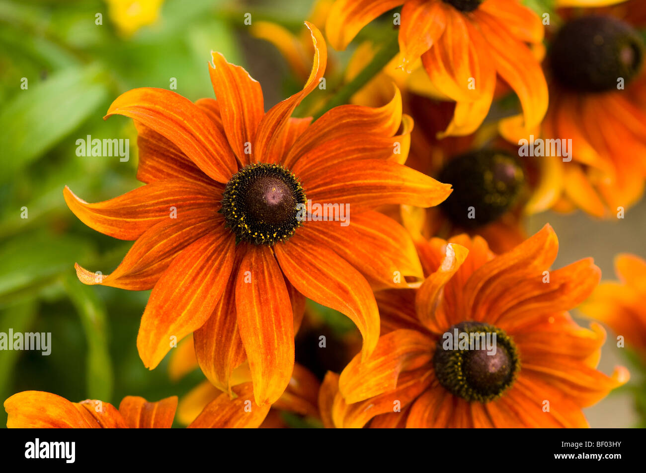 Orange rudbeckias en fleur Banque D'Images