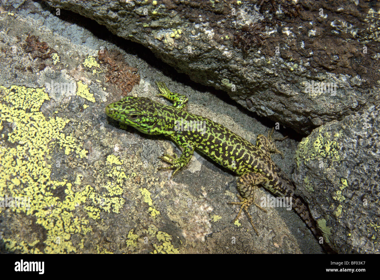 Lézard (Iberolacerta monticola monticola) Banque D'Images