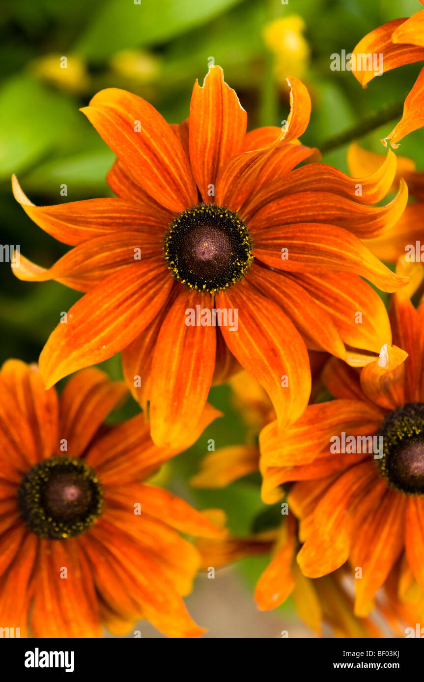 Orange rudbeckias en fleur Banque D'Images