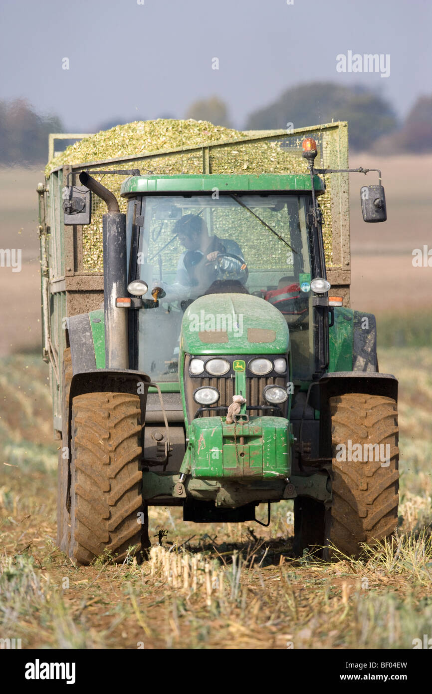 La récolte du maïs pour nourrir les vaches laitières Banque D'Images
