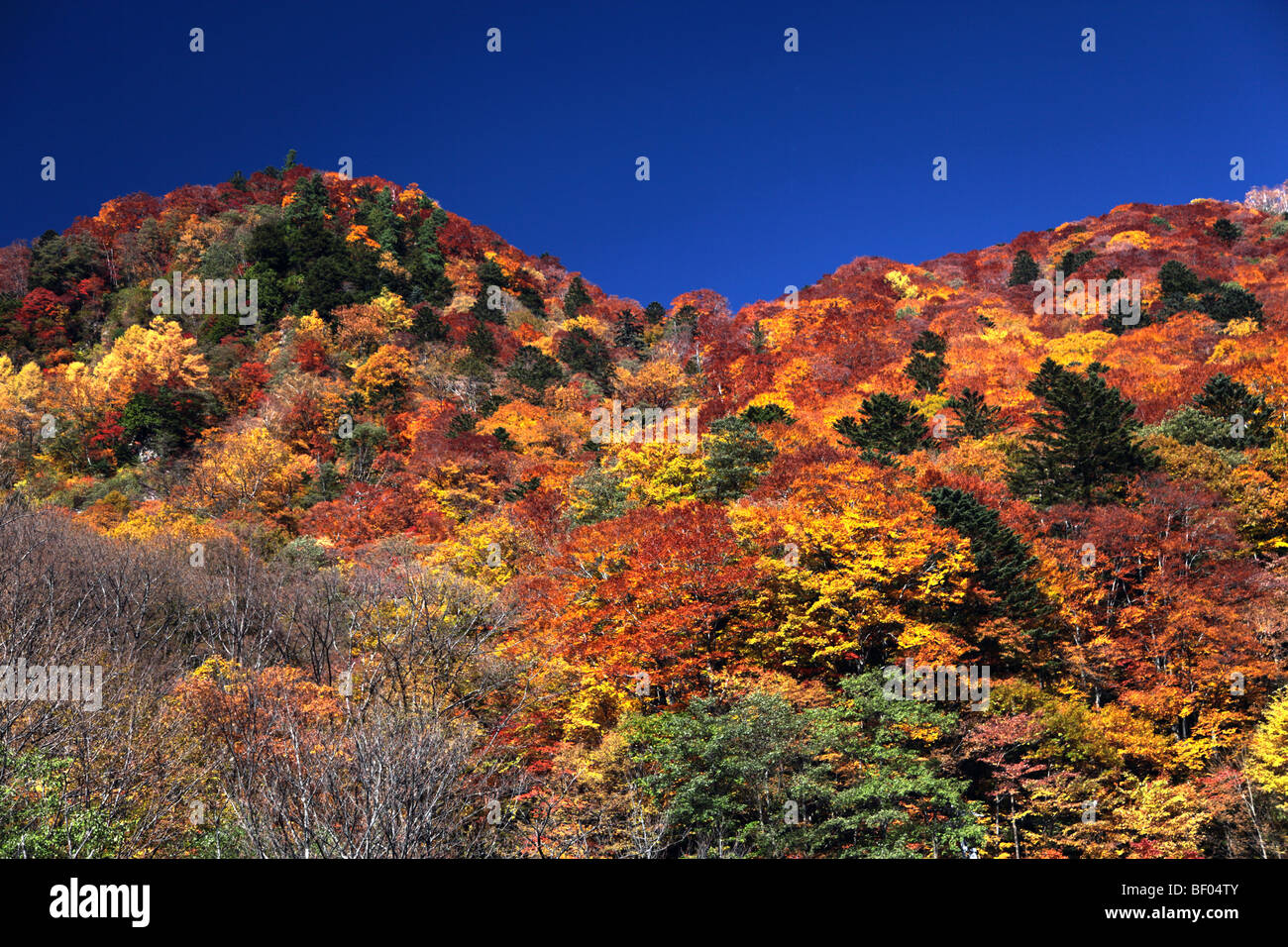 La couleur en automne dans les montagnes dans la préfecture de Nagano au Japon Banque D'Images