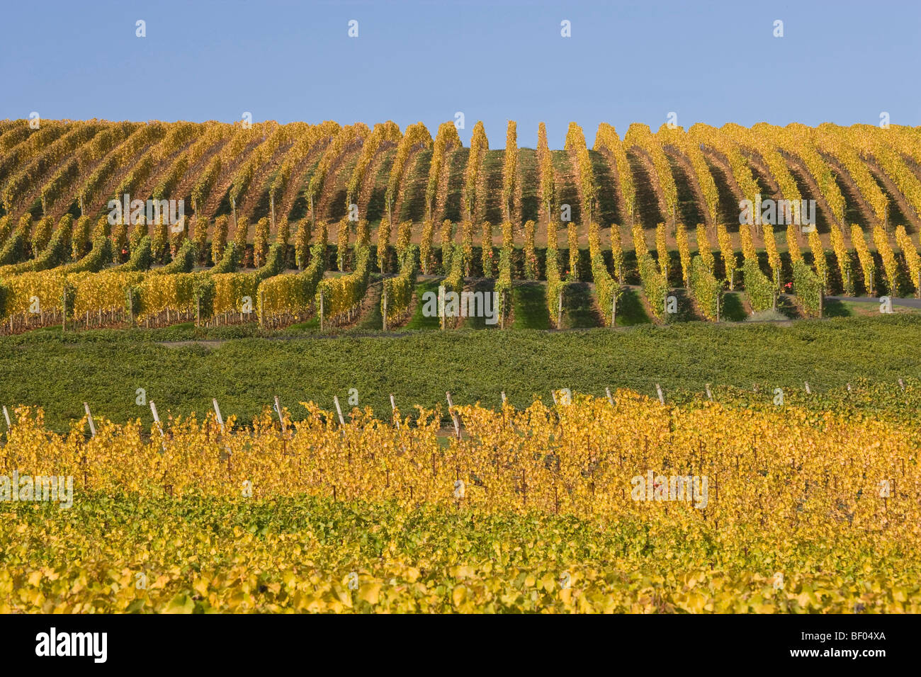 Vignes dans un vignoble, tir à l'établissement vinicole du Sommet, Willamette Valley, Oregon, USA Banque D'Images