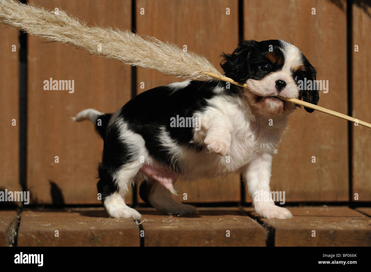 Cavalier King Charles Spaniel (Canis lupus familiaris), minet jouant avec tige d'herbe des Pampas. Banque D'Images