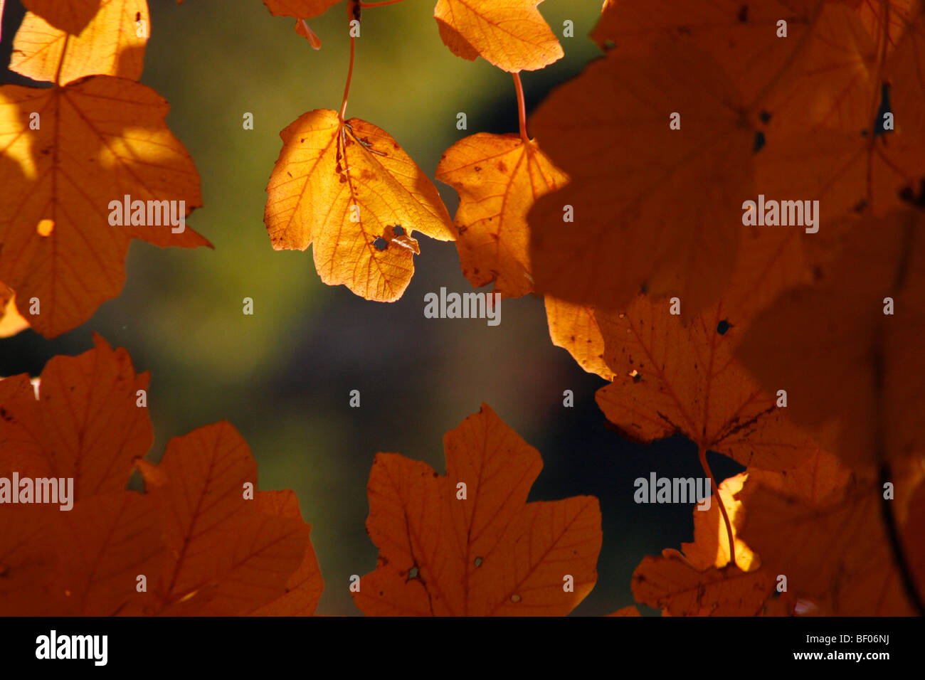 Moody photographie d'une feuille en automne des couleurs dans la lumière du soleil entouré de feuilles Banque D'Images