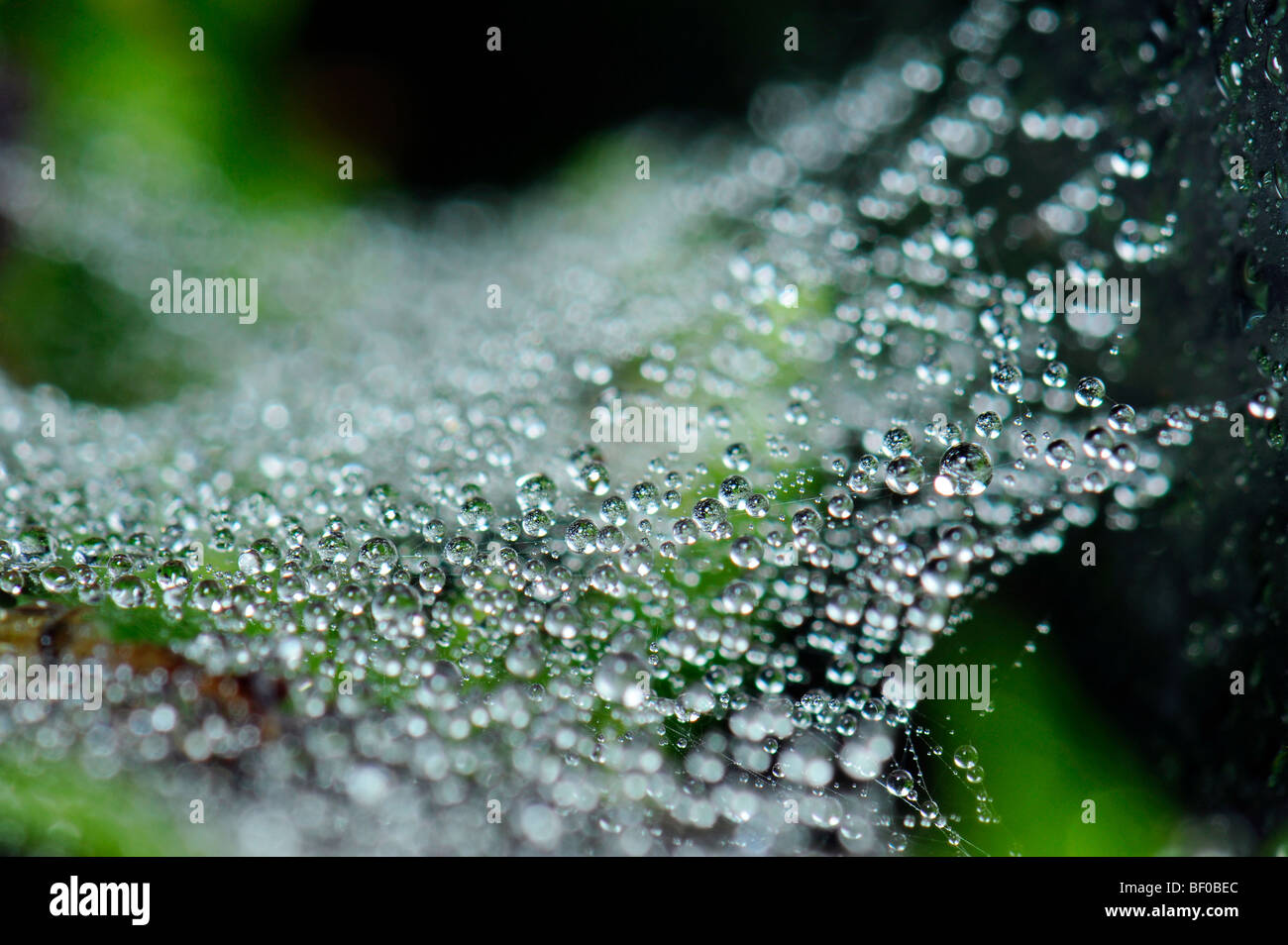 L'eau de condensation condenser rosée goutte perl sur spider web s/n'araignee araignée libre frais nature paysage eau pure humide vert pu Banque D'Images