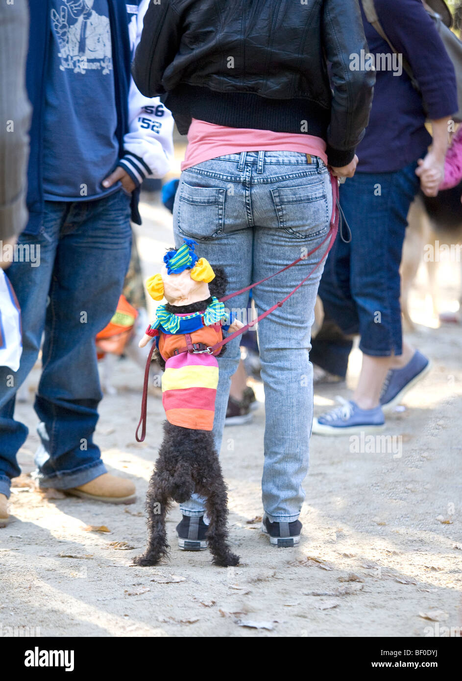 Un chien est proche de son propriétaire. Banque D'Images