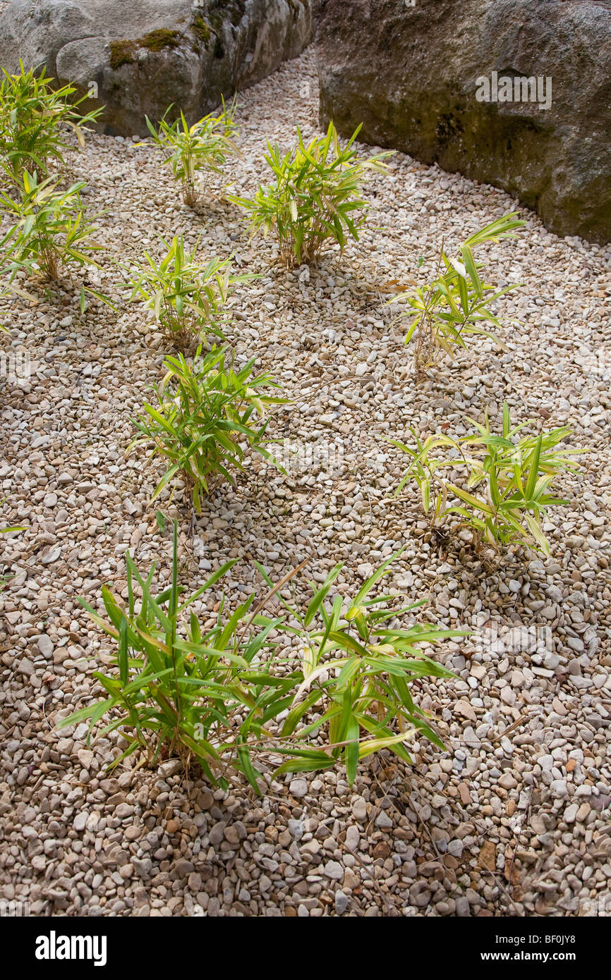 L'herbe du bambou en pierre grise avec du paillis, paysagiste Banque D'Images