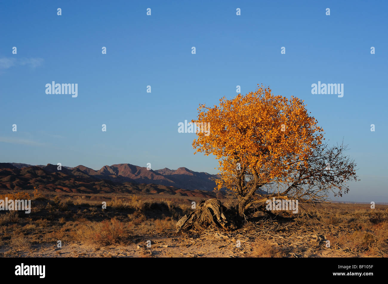 Turanga, arbre arbre relique, Populus diversifolia, peuplier Banque D'Images
