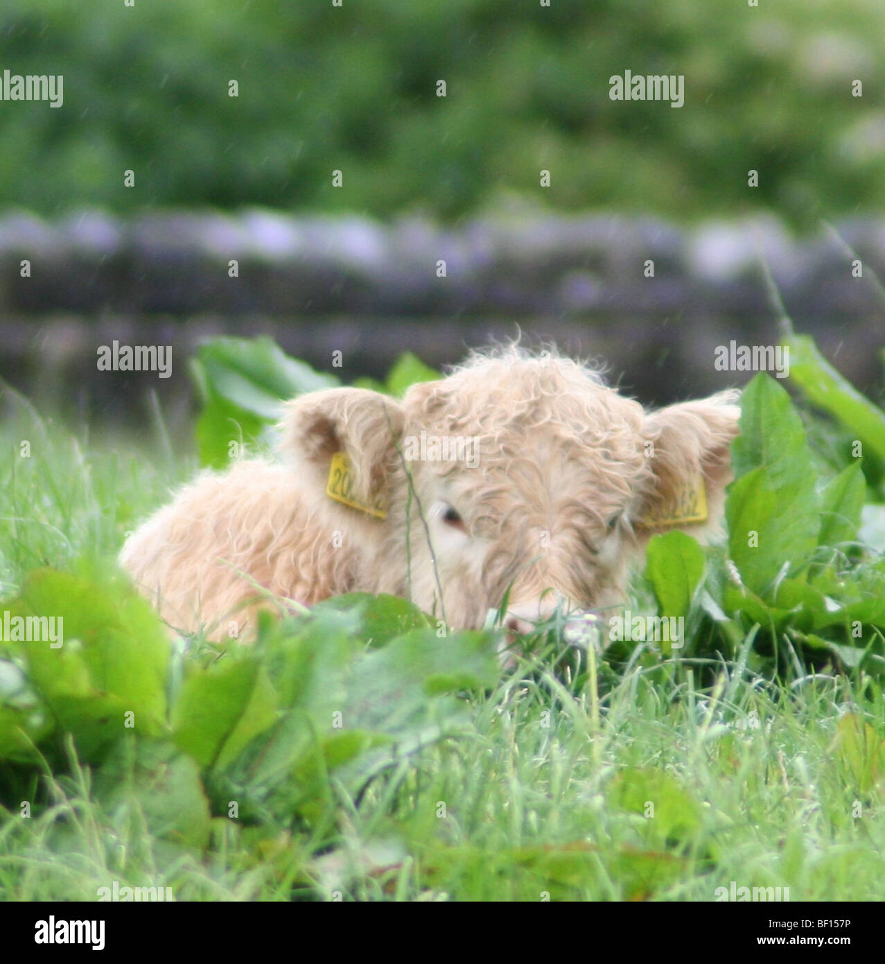 Highland Calf dans l'herbe et la pluie champ trempé Banque D'Images