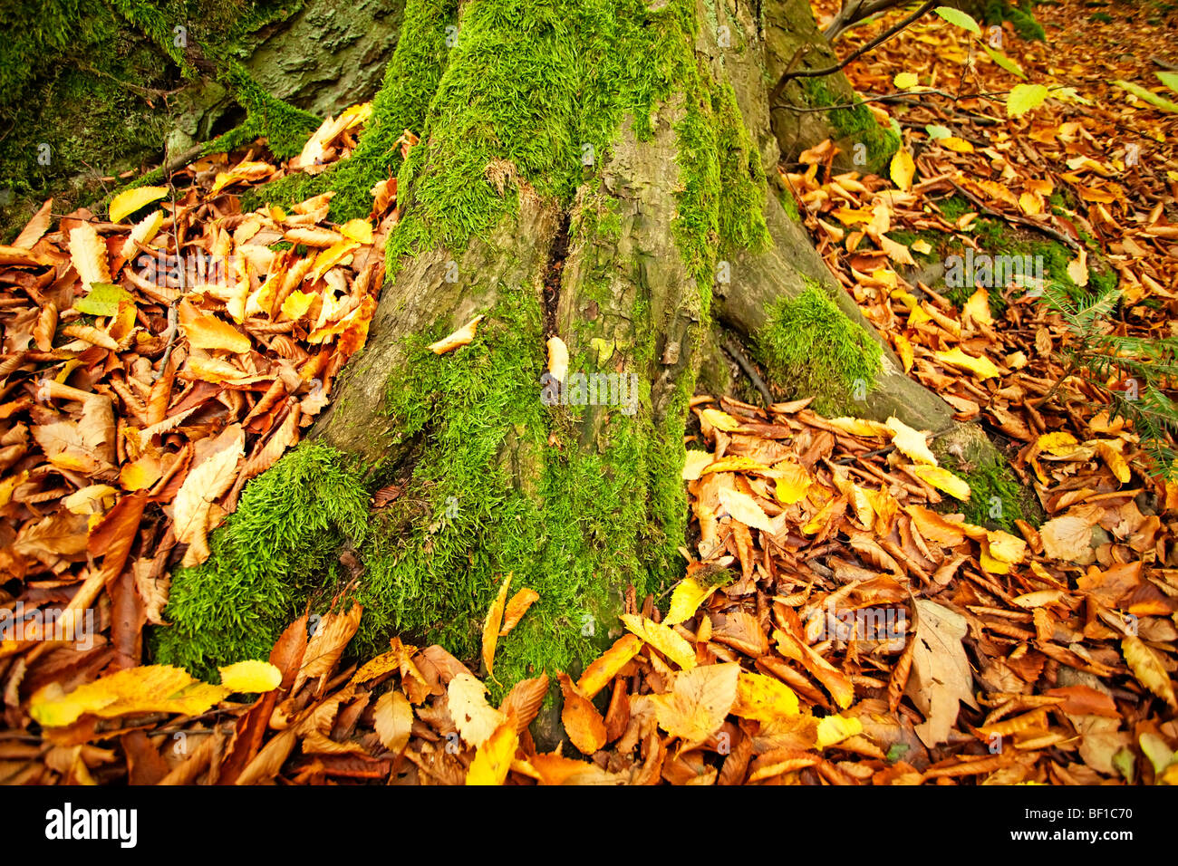 Racines d'arbre couvertes de mousse dans une forêt d'automne, un peu de feuillage couvre le sol autour de l'arbre Banque D'Images