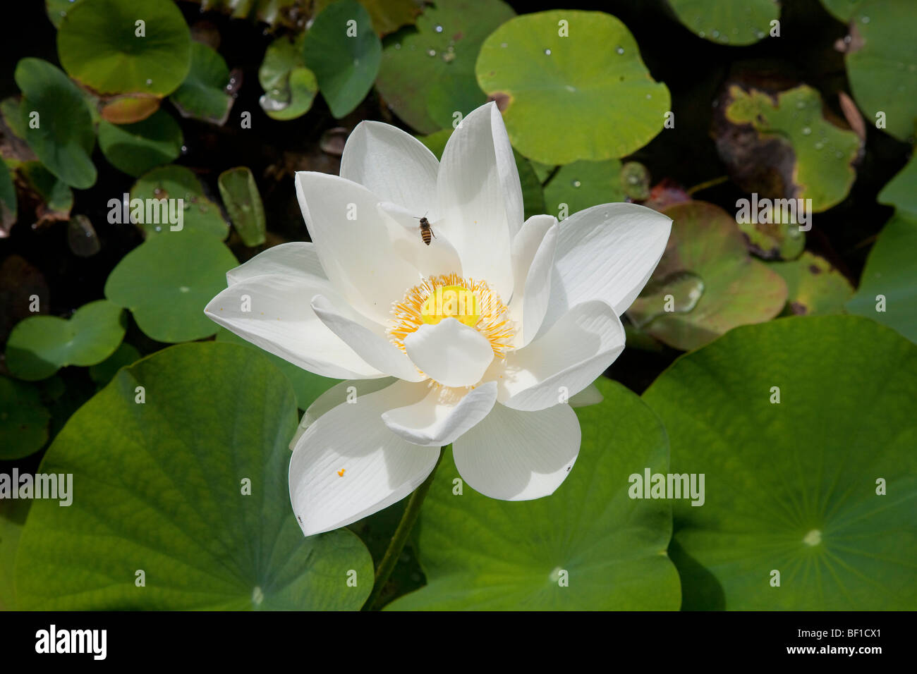 Fleurs de Lotus blanc Banque D'Images