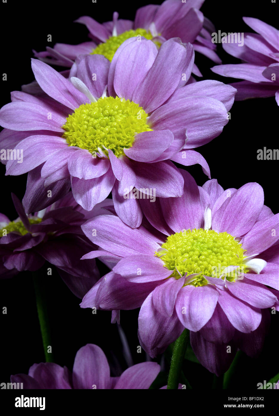 Chrysanthгёmes Semi-Double Mauve Banque D'Images