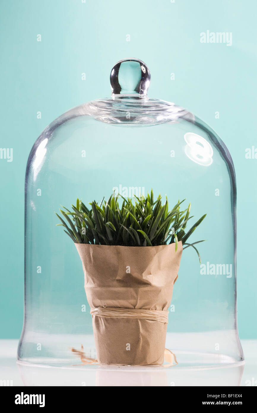 L'agropyre à chaumes rudes enveloppé dans du papier de boucher sous un pot de Bell Banque D'Images