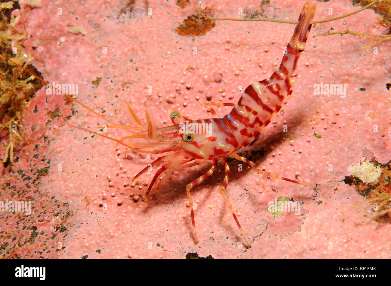 Pandalus montagui, crevettes ésopes, crevette, Ésope , Mer Blanche, Russie Banque D'Images