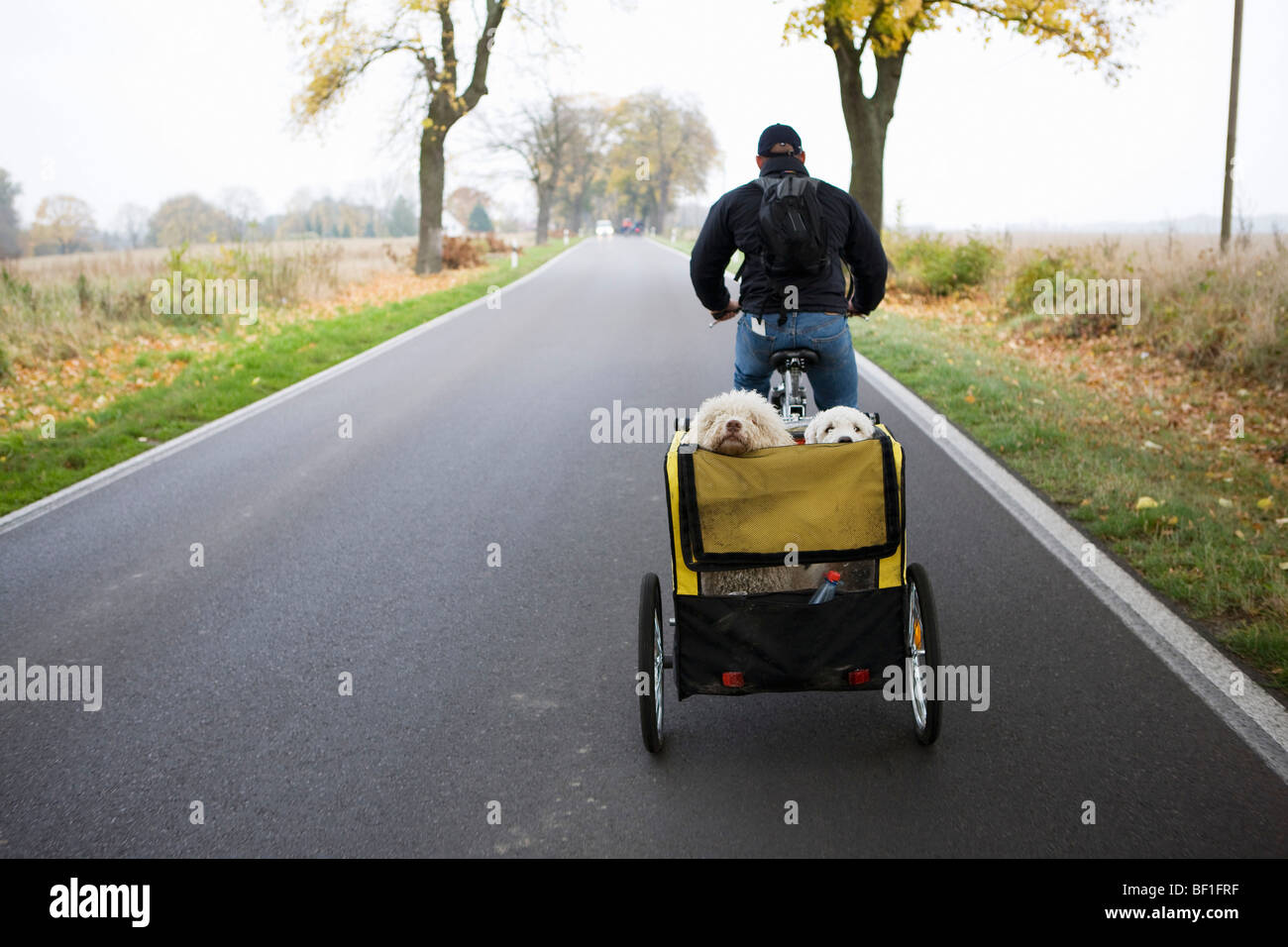 Un homme sur un vélo tirant une remorque avec deux chiens Banque D'Images