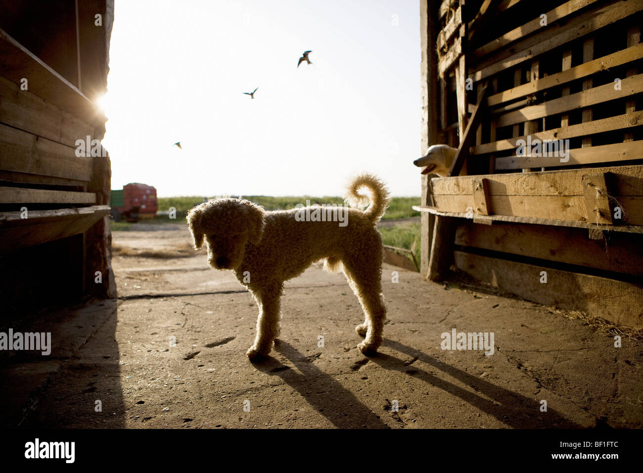 Silhouette d'un Espagnol Waterdog debout dans une grange Banque D'Images