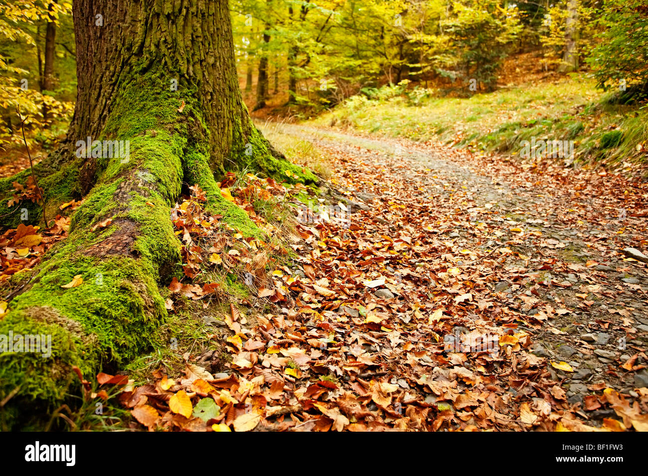 Racines d'arbres couvertes de mousse et chemin dans une forêt d'automne avec des feuilles mortes couvrant le sol. Mise au point au premier plan. Banque D'Images