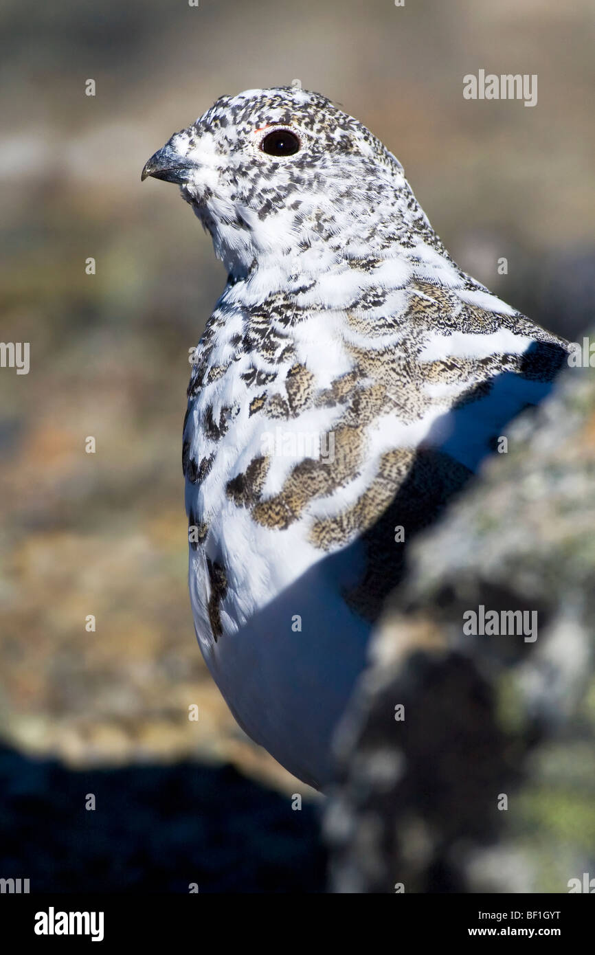 Un adulte Lagopède à queue blanche en plumage d'hiver à changer Banque D'Images