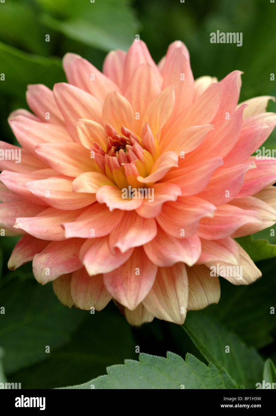 Dahlia double couleur pêche Banque D'Images