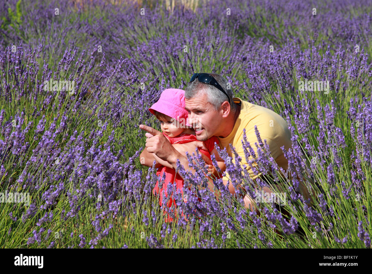 Faustine 19 mois avec son vieux papa dans un champ de lavande dans le sud de la France Banque D'Images