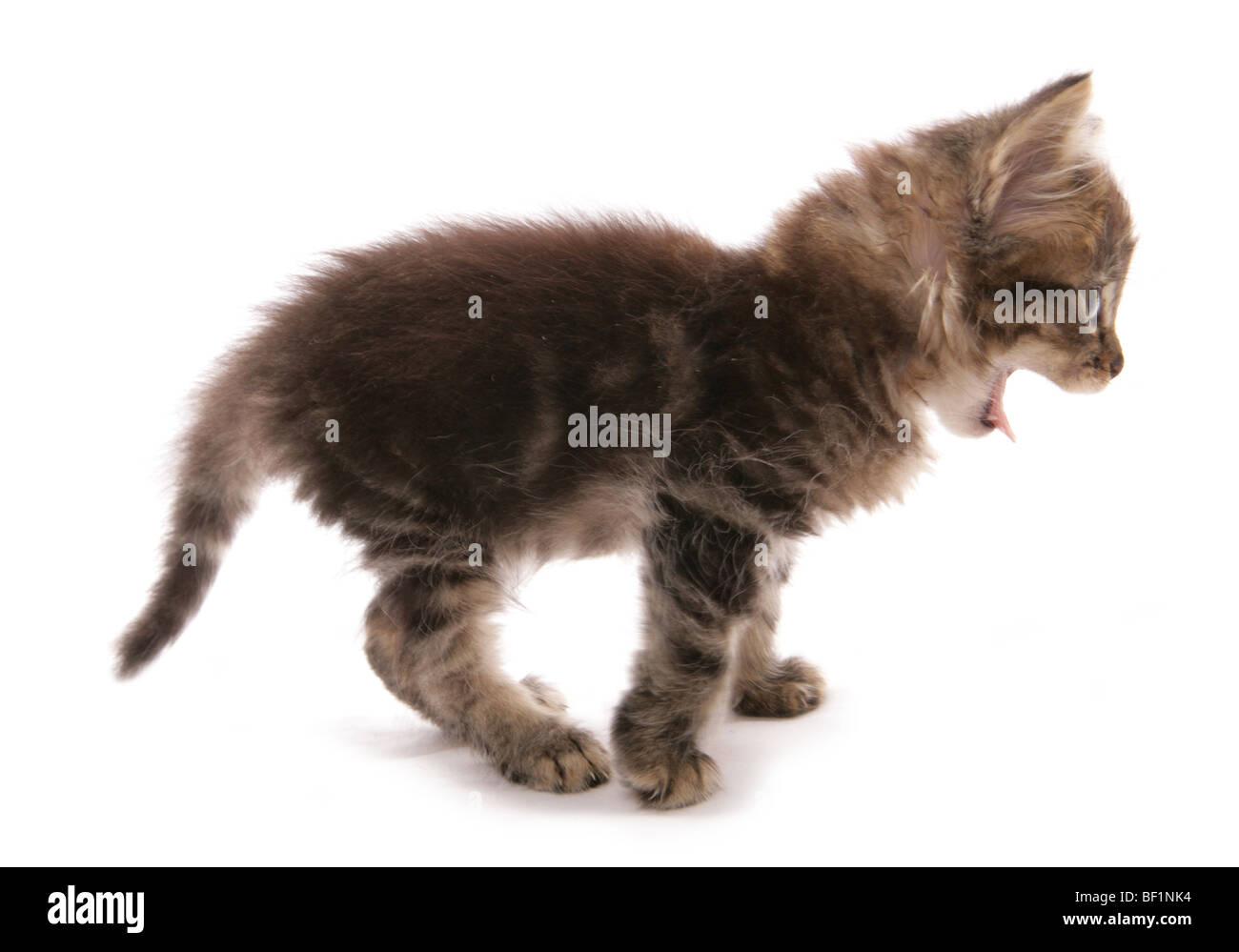 Peur du sifflement chaton studio portrait Banque D'Images