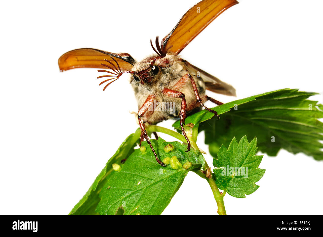 Battant vers le haut peut-bug (Melolontha vulgaris) close-up . Banque D'Images