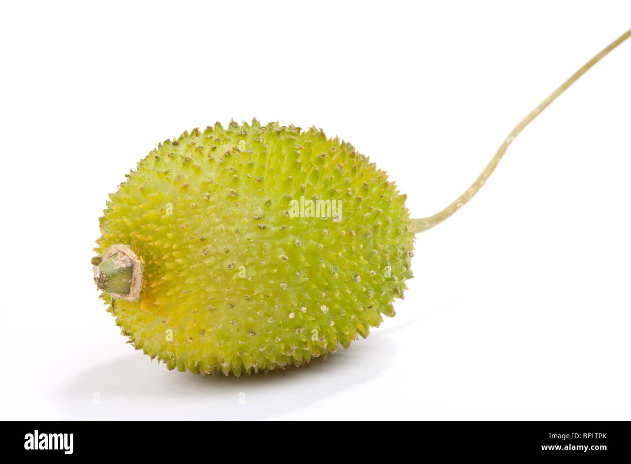 Kakrol communément appelé Teasle Gourd isolés contre fond blanc. Banque D'Images