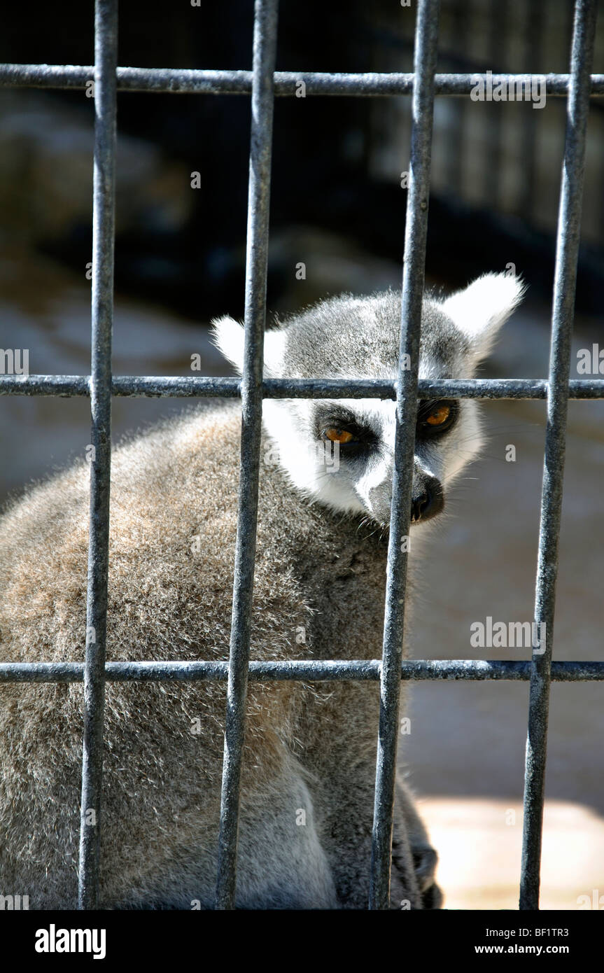 Untitled Document (Lemur catta) dans la cage Banque D'Images