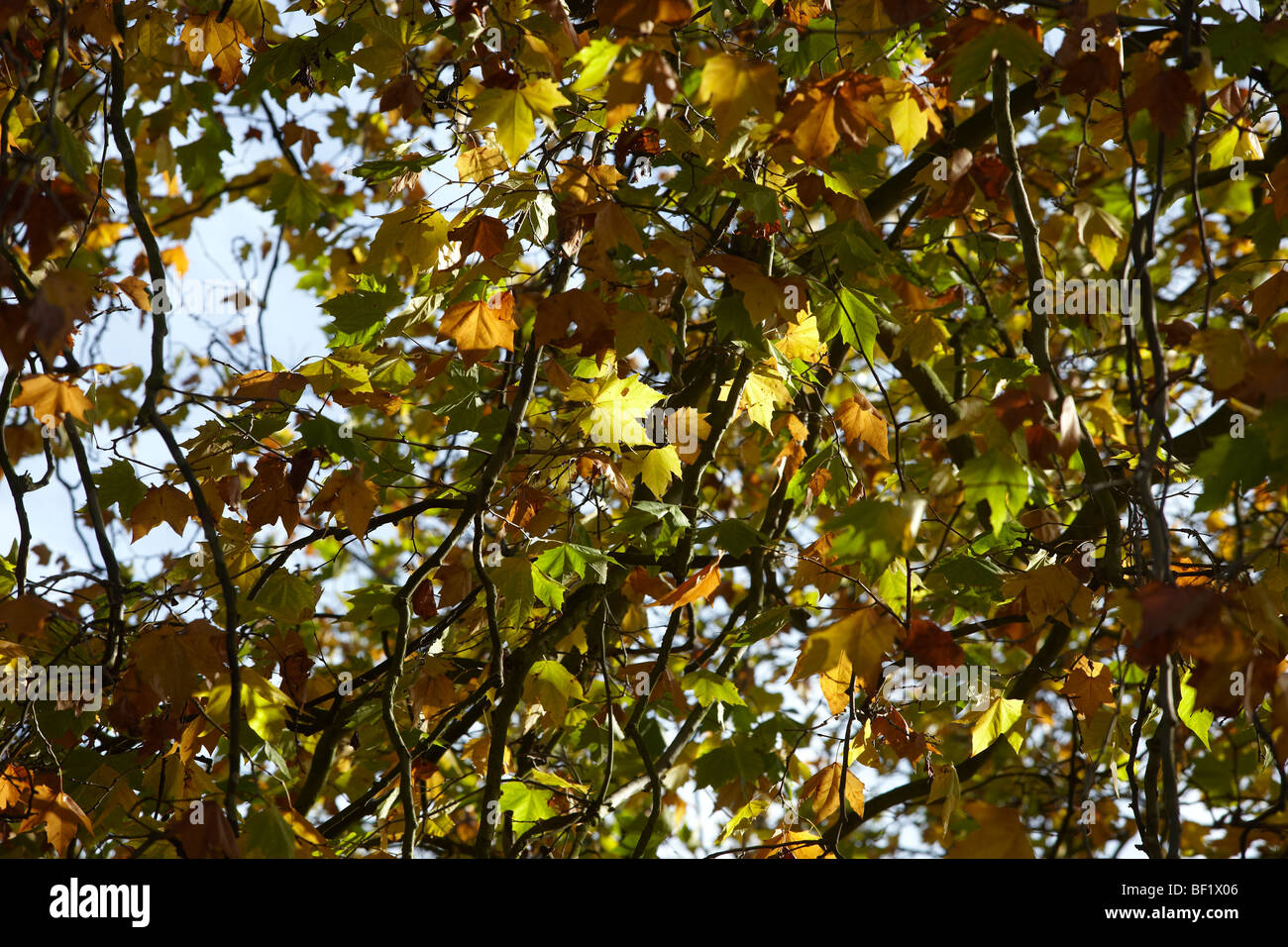 Détail de l'évolution des feuilles couleur couleur automne automne Banque D'Images