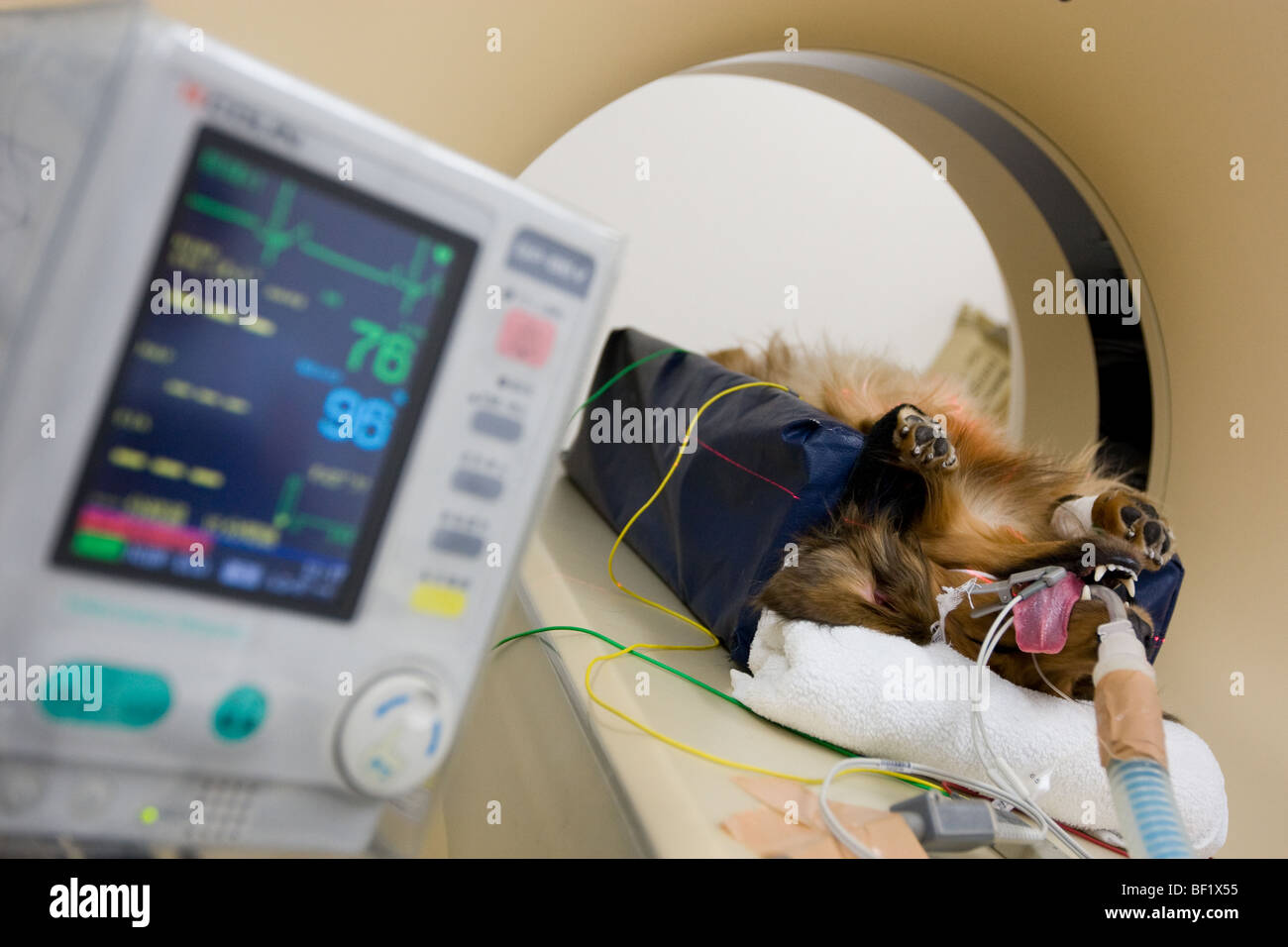 Un dachshound chien subit une tomodensitométrie, lors d'une clinique vétérinaire japonais. Banque D'Images