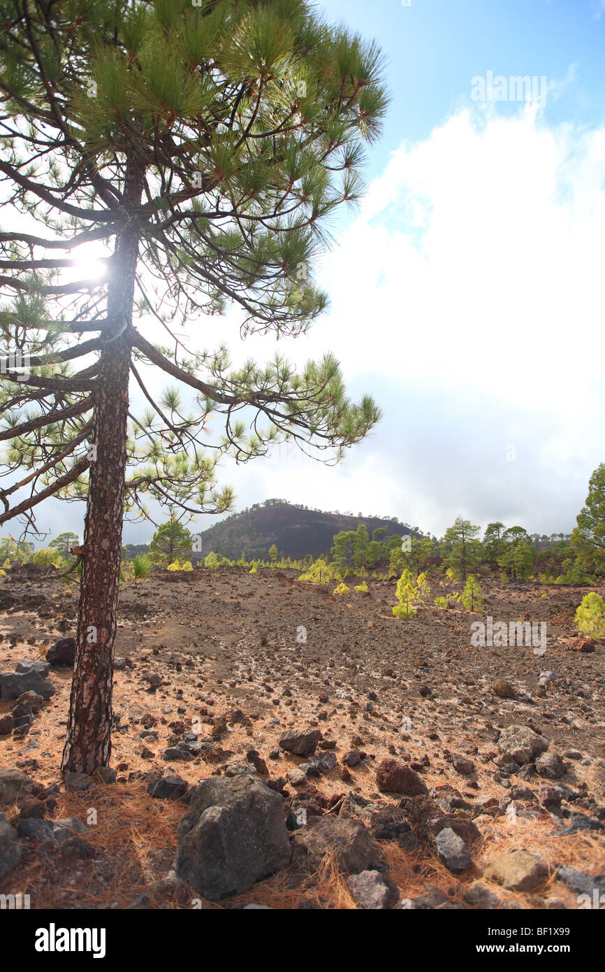 Tenerife, Canaries, paysage de montagnes volcaniques, montagnes, près d'El Teide Banque D'Images