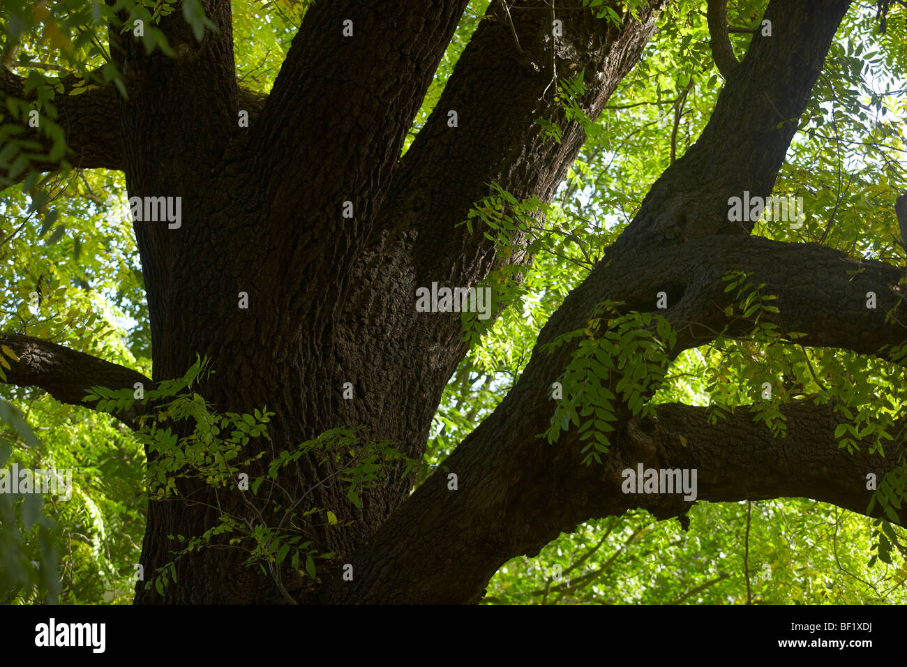 Détail de l'Américain noyer (Juglans nigra) Banque D'Images